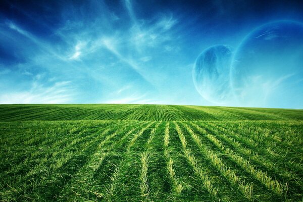 Campi di verde sotto il cielo blu