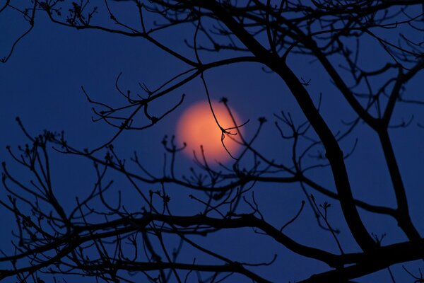 Orange Mond in den Zweigen eines Baumes