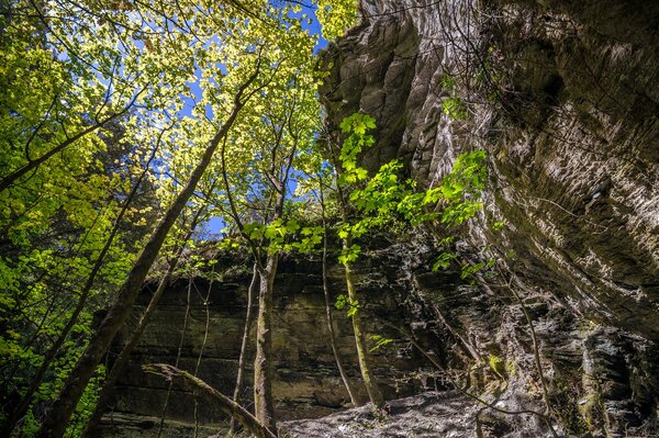 A rock in the Arrowtown forest in New Zealand