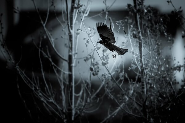 Forêt sombre et oiseau solitaire