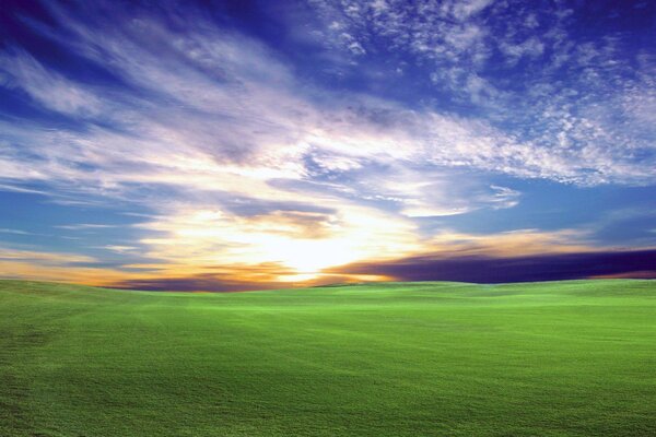 Beautiful green field, sunset and blue sky