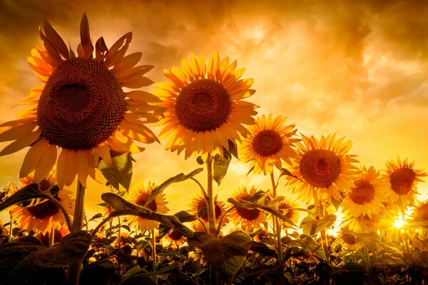 Los girasoles solares se bañan en los rayos del sol