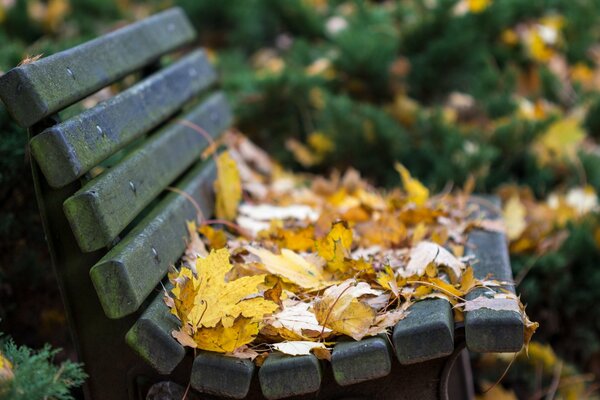 Dark bench, bench in foliage, late autumn