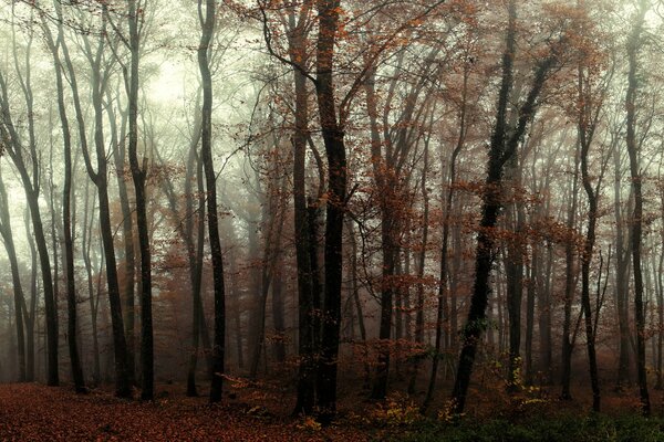 Foresta autunnale cupa e nebbiosa