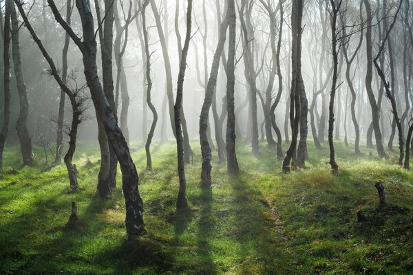 La luce si fa strada tra gli alberi nella foresta