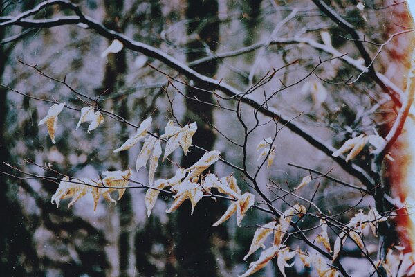 Ein fast umherfliegender Herbststrauch