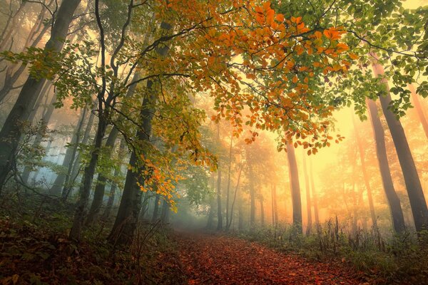 Forêt d automne dans le brouillard