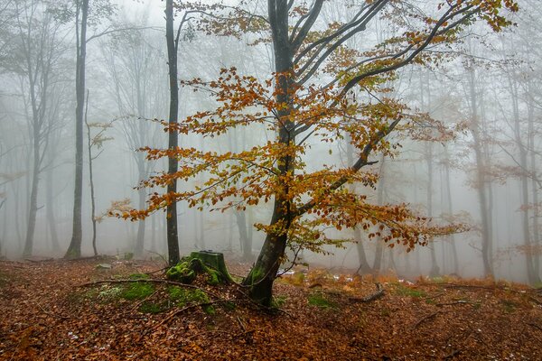 Trees in the autumn forest