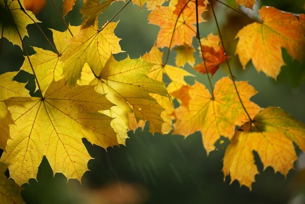 Macro shooting autumn foliage