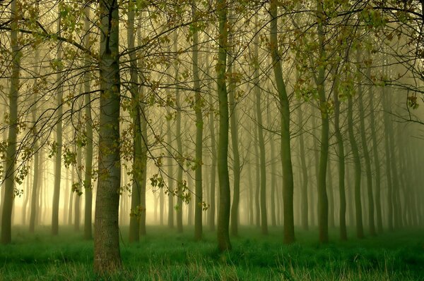 Niebla ligera en el bosque verde