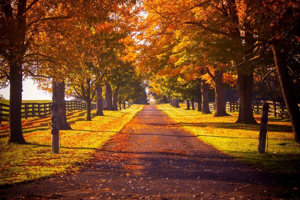 Foresta d autunno nel parco