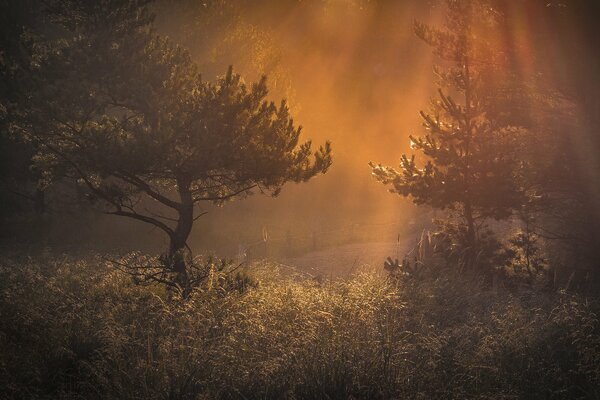 Bosque y neblina. Mañana