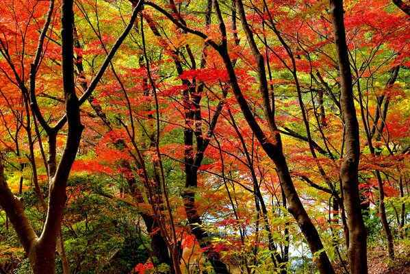 The crimson of autumn is in the midst of beauty