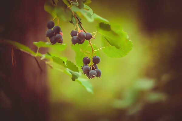 A sprig of irga in the summer forest