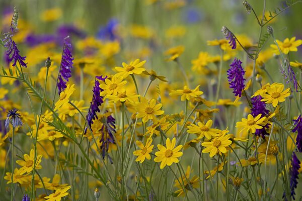 Beautiful wildflowers in the meadow