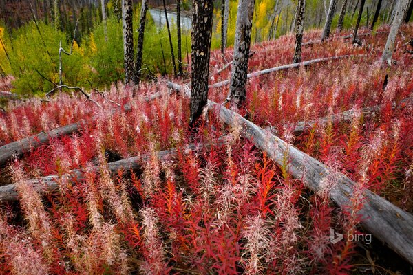 Hierba roja entre el bosque de hadas