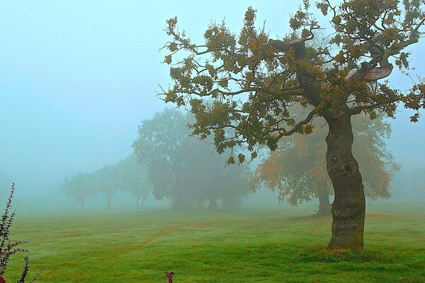 An autumn day filled the clearing with fog