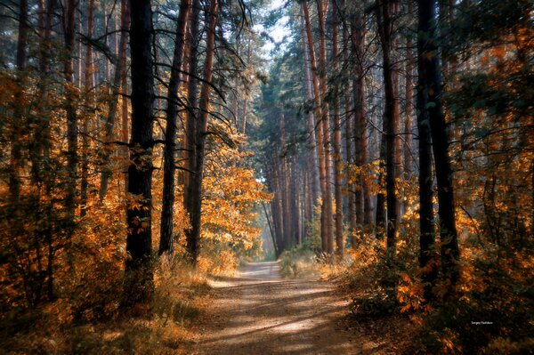 La strada di casa attraverso la foresta autunnale