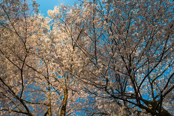 Albero in fiore all inizio della primavera