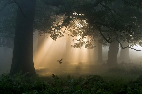 Das Morgenlicht der Sonne durch die Bäume