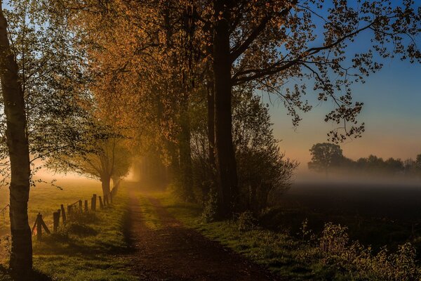 Camino de la mañana en la niebla de otoño en el bosque