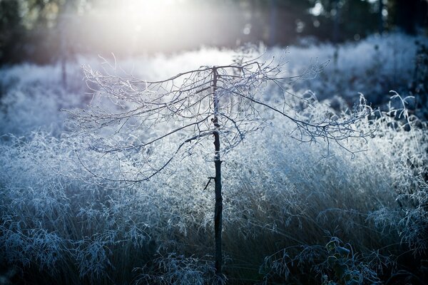 Escarcha en las plantas como la nieve