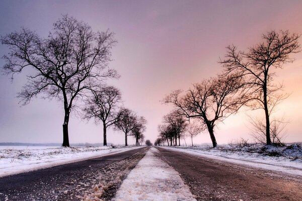 Camino de invierno y árboles sin hojas