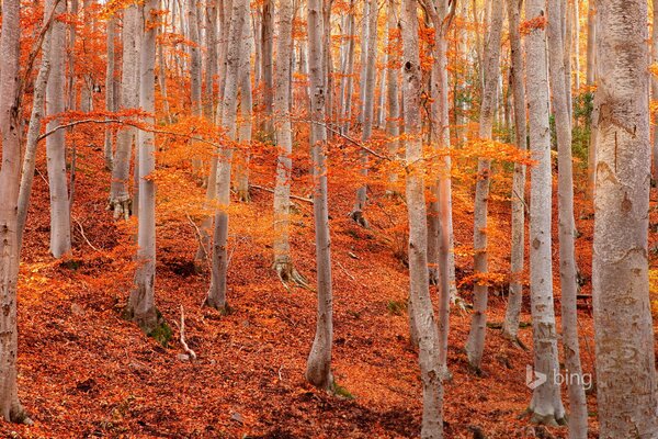 Arbres au feuillage, feuillage orange vif, feuille au pied des arbres