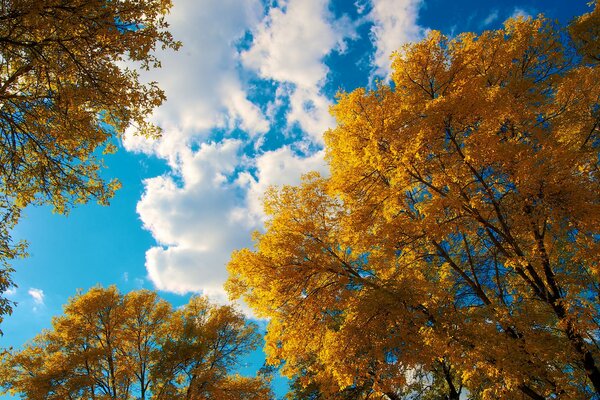 Blauer Himmel mit Wolken, Herbstbäume