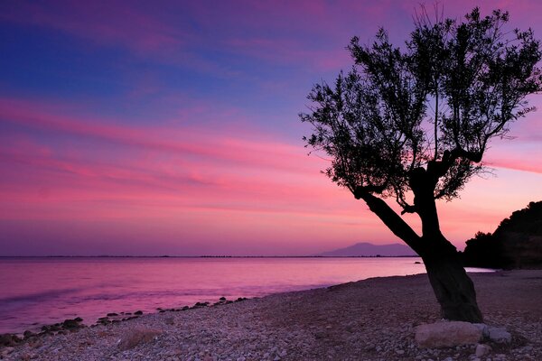 Meeting a lavender sunset at a lonely tree