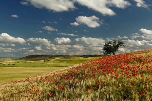 Cielo con nubes sobre colinas con amapolas