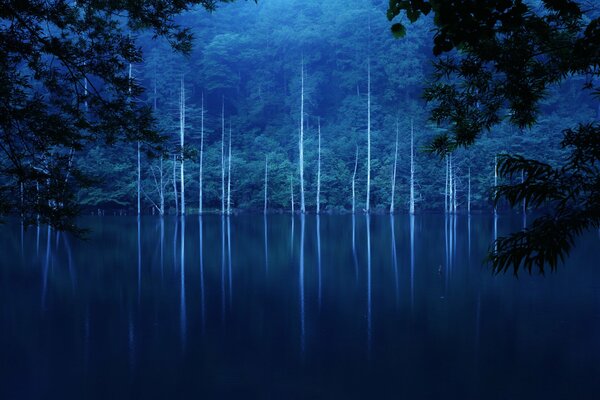 Pendio del lago nella foresta in una notte nebbiosa