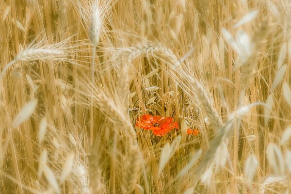 Roter Mohn unter den Ähren