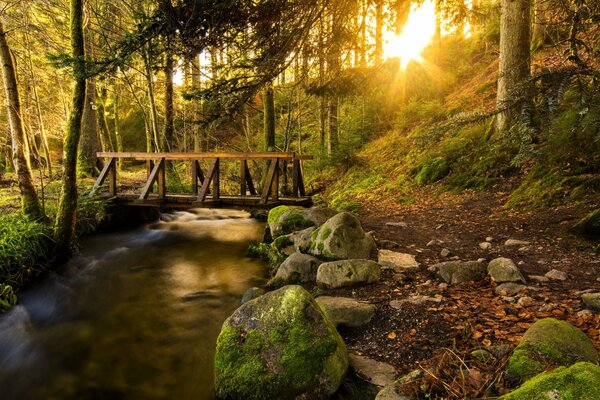 Juego de luz entre los árboles en el bosque