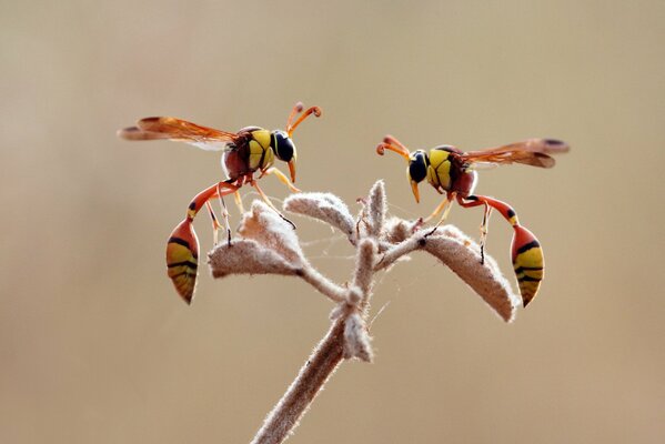 Foto macro con Vespa sulla pianta