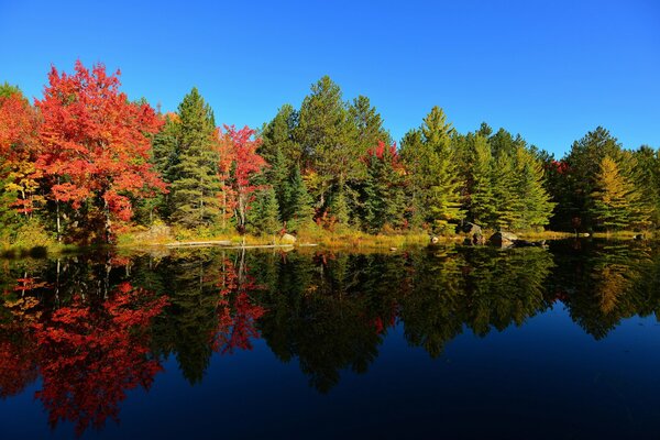 Lake in the forest, colorful trees, clear sky, beautiful autumn