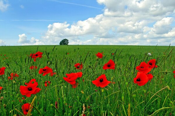 Amapolas rojas en un campo verde