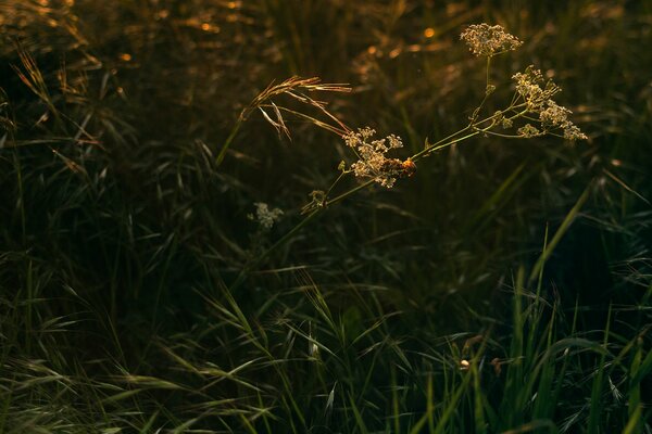 Gras bei Sonnenuntergang