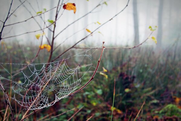 Spinnennetz in Tautropfen im Herbstwald