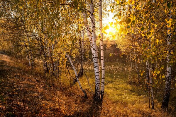 La belleza de la naturaleza vibrante de otoño