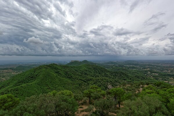 Forest trees in San Salvador in Majorca