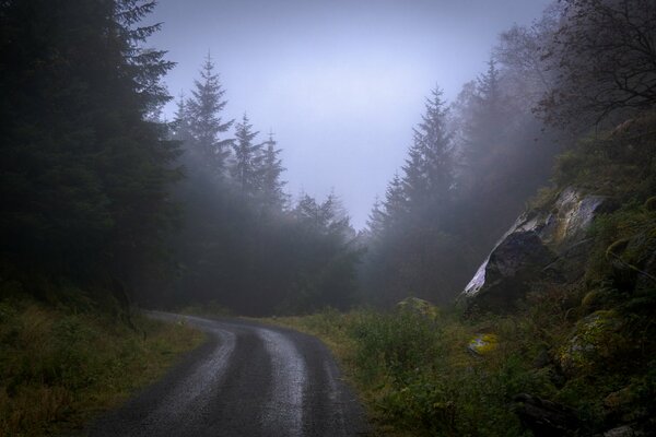 El camino en el bosque está lleno de niebla