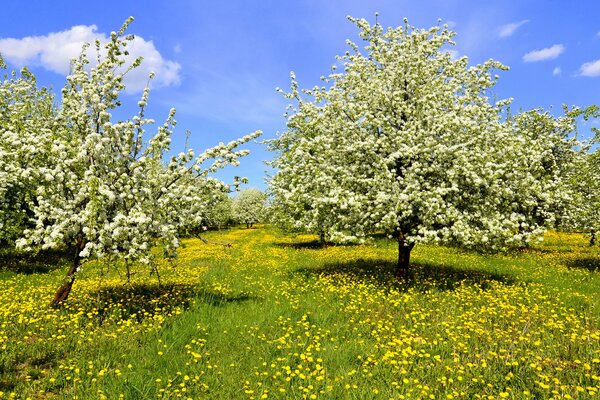 Frühlingslichtung. Löwenzahnfeld