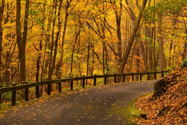 Herbstwald lädt zum Bummeln ein