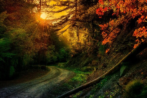 Straße in der Herbstsonne