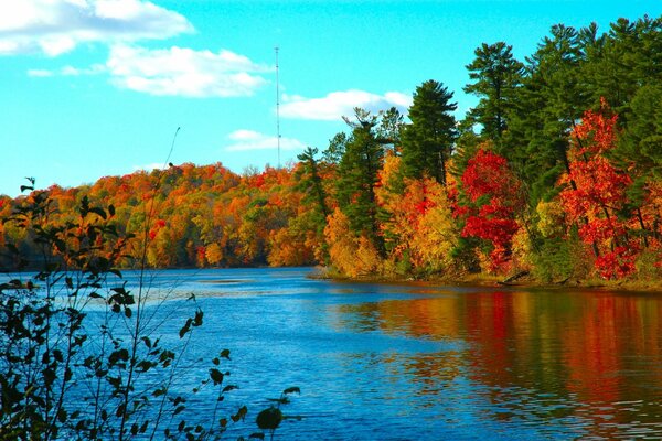 Bosque de otoño junto al lago