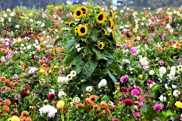 A huge sunflower among a variety of flowers