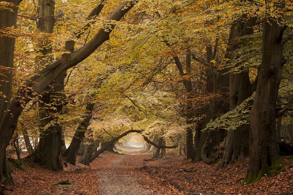 Sentiero nella foresta con alberi interessanti