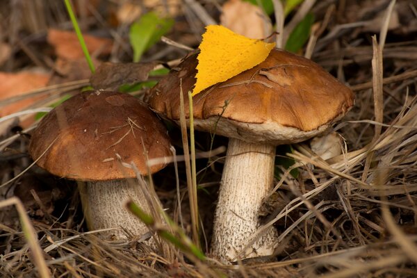 In the foliage of a couple of mushrooms podberezovikov