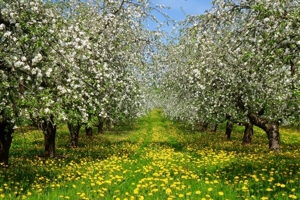 The blooming garden of yellow spring